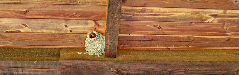 Nicht geeignete Dacheindeckung ohne Schutz gegen Vogelnistplätze