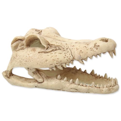 Dekoration Krokodilschädel 13,8 cm